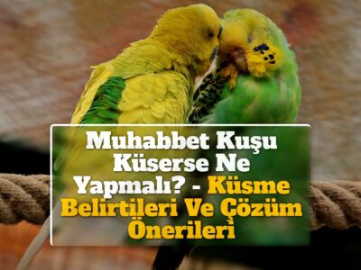 Muhabbet Kuşu Küserse Ne Yapmalı? – Küsme Belirtileri Ve Çözüm Önerileri