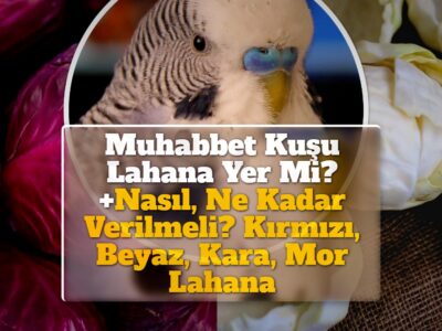 Muhabbet Kuşu Lahana Yer Mi? +Nasıl, Ne Kadar Verilmeli? Kırmızı, Beyaz, Kara, Mor Lahana