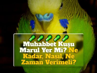 Muhabbet Kuşu Marul Yer Mi? Ne Kadar, Nasıl, Ne Zaman Verimeli?