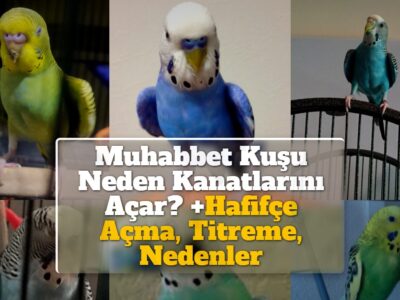 Muhabbet Kuşu Neden Kanatlarını Açar? +Hafifçe Açma, Titreme, Nedenler