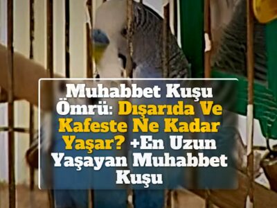 Muhabbet Kuşu Ömrü: Dışarıda Ve Kafeste Ne Kadar Yaşar? +En Uzun Yaşayan Muhabbet Kuşu