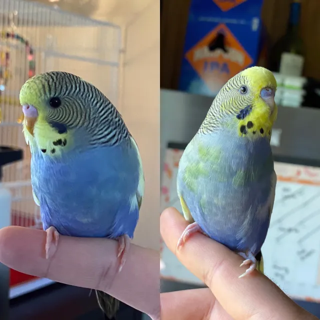 Muhabbet Kuşu Renk Değişimi