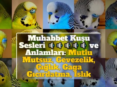 Muhabbet Kuşu Sesleri ve Anlamları: Mutlu Mutsuz, Gevezelik, Çığlık, Gaga Gıcırdatma, Islık