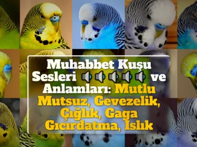 Muhabbet Kuşu Sesleri ve Anlamları: Mutlu Mutsuz, Gevezelik, Çığlık, Gaga Gıcırdatma, Islık