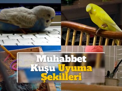 Muhabbet Kuşu Uyuma Şekilleri