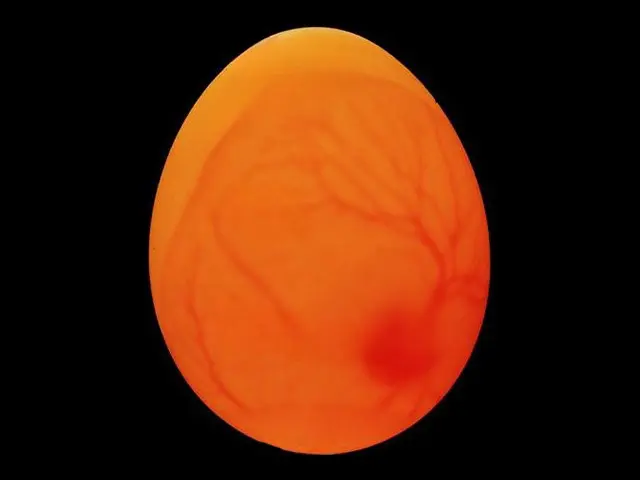 Muhabbet Kuşu Yumurtası: Boş Mu Dolu Mu? Kuş Boş Yumurtaya Yatar Mı?