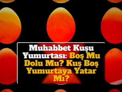 Muhabbet Kuşu Yumurtası: Boş Mu Dolu Mu? Kuş Boş Yumurtaya Yatar Mı?