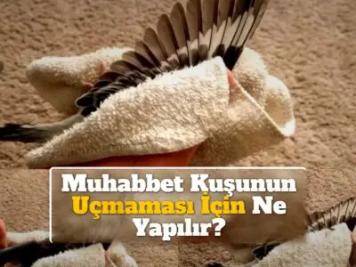 Muhabbet Kuşunun Uçmaması İçin Ne Yapılır?