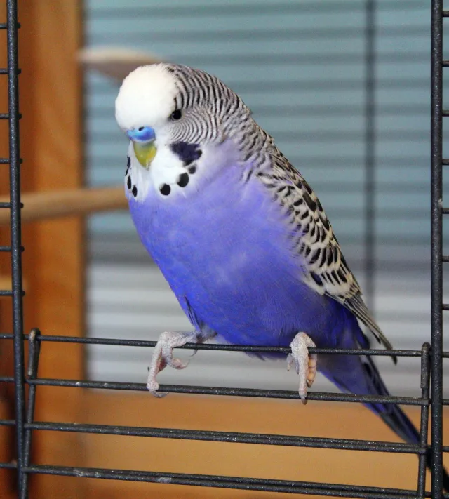 Sultan Papağanı Ve Muhabbet Kuşu Arasındaki Farklar