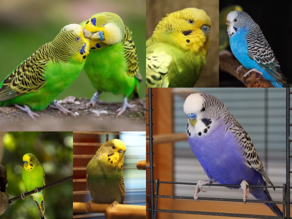 Sultan Papağanı Ve Muhabbet Kuşu Arasındaki Farklar