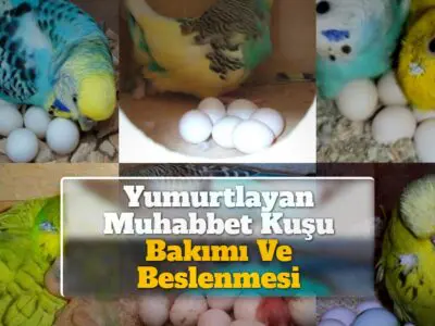 Yumurtlayan Muhabbet Kuşu Bakımı Ve Beslenmesi