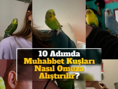 10 Adımda Muhabbet Kuşları Nasıl Omuza Alıştırılır?