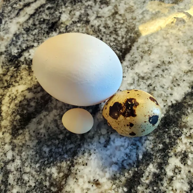 5 Başlıkta Muhabbet Kuşu Yumurtasına Nasıl Bakılır?