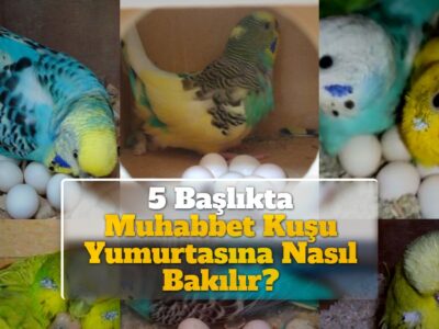 5 Başlıkta Muhabbet Kuşu Yumurtasına Nasıl Bakılır?