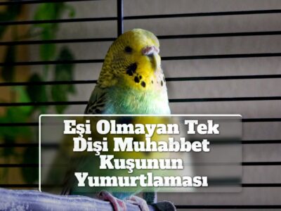 Eşi Olmayan Tek Dişi Muhabbet Kuşunun Yumurtlaması