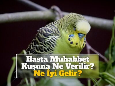 Hasta Muhabbet Kuşuna Ne Verilir? Ne İyi Gelir?