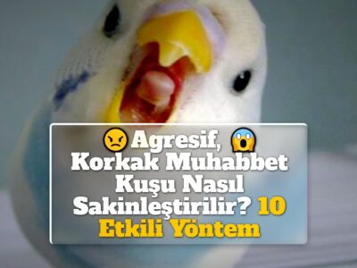 Korkak, Agresif Muhabbet Kuşu Nasıl Sakinleştirilir? 10 Etkili Yöntem