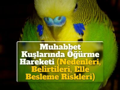 Muhabbet Kuşlarında Öğürme Hareketi (Nedenleri, Belirtileri, Elle Besleme Riskleri)