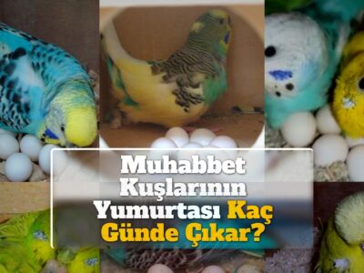 Muhabbet Kuşlarının Yumurtası Kaç Günde Çıkar?