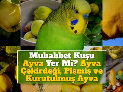 Muhabbet Kuşu Ayva Yer Mi? Ayva Çekirdeği, Pişmiş ve Kurutulmuş Ayva