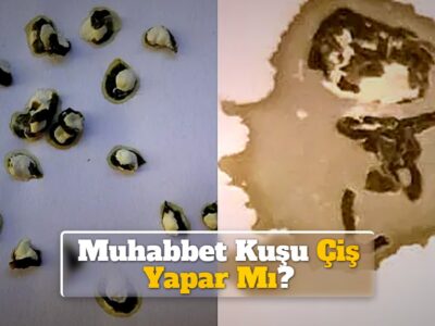 Muhabbet Kuşu Çiş Yapar Mı?