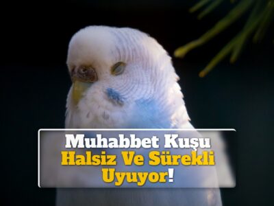 Muhabbet Kuşu Halsiz Ve Sürekli Uyuyor!