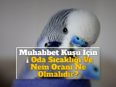 Muhabbet Kuşu İçin Oda Sıcaklığı Ve Nem Oranı Ne Olmalıdır?