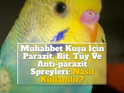 Muhabbet Kuşu İçin Parazit, Bit, Tüy Ve Anti-parazit Spreyleri: Nasıl Kullanılır?