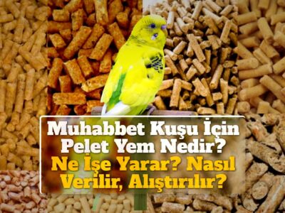 Muhabbet Kuşu İçin Pelet Yem Nedir? Ne İşe Yarar? Nasıl Verilir, Alıştırılır?