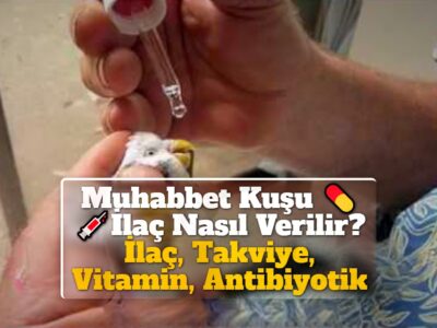 Muhabbet Kuşu İlaç Nasıl Verilir? İlaç, Takviye, Vitamin, Antibiyotik