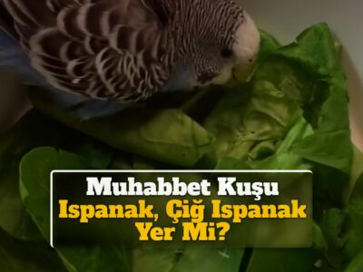 Muhabbet Kuşu Ispanak, Çiğ Ispanak Yer Mi?