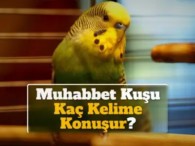 Muhabbet Kuşu Kaç Kelime Konuşur?