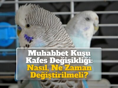 Muhabbet Kuşu Kafes Değişikliği: Nasıl, Ne Zaman Değiştirilmeli?