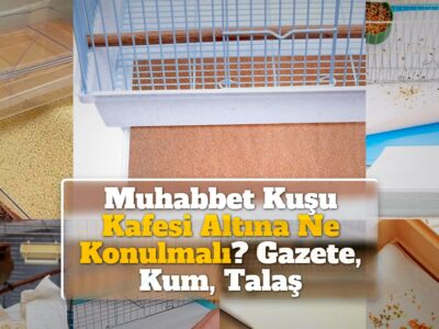 Muhabbet Kuşu Kafesi Altına Ne Konulmalı? Gazete, Kum, Talaş