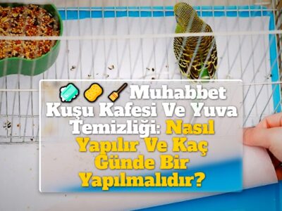 Muhabbet Kuşu Kafesi Ve Yuva Temizliği: Nasıl Yapılır Ve Kaç Günde Bir Yapılmalıdır?