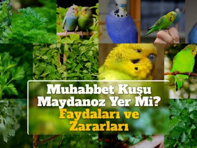 Muhabbet Kuşu Maydanoz Yer Mi? Faydaları ve Zararları