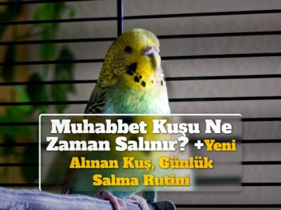 Muhabbet Kuşu Ne Zaman Salınır? +Yeni Alınan Kuş, Günlük Salma Rutini