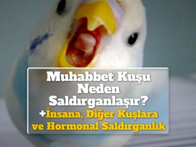 Muhabbet Kuşu Neden Saldırganlaşır? +İnsana, Diğer Kuşlara ve Hormonal Saldırganlık
