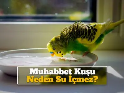 Muhabbet Kuşu Neden Su İçmez?