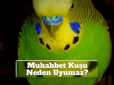 Muhabbet Kuşu Neden Uyumaz?