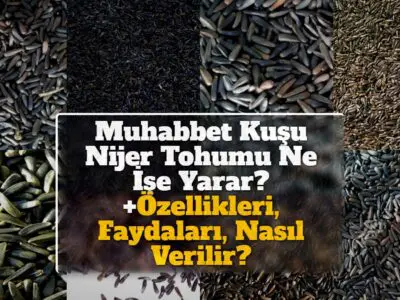 Muhabbet Kuşu Nijer Tohumu Ne İşe Yarar? +Özellikleri, Faydaları, Nasıl Verilir?