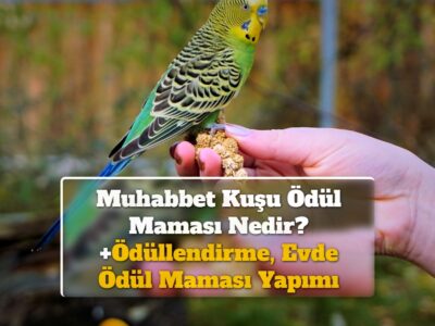 Muhabbet Kuşu Ödül Maması Nedir? +Ödüllendirme, Evde Ödül Maması Yapımı