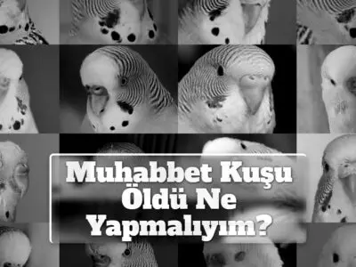 Muhabbet Kuşu Öldü Ne Yapmalıyım?