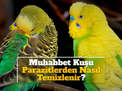 Muhabbet Kuşu Parazitlerden Nasıl Temizlenir?
