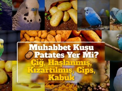 Muhabbet Kuşu Patates Yer Mi? Çiğ, Haşlanmış, Kızartılmış, Cips, Kabuk