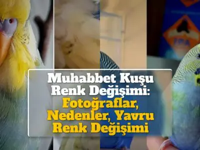 Muhabbet Kuşu Renk Değişimi: Fotoğraflar, Nedenler, Yavru Renk Değişimi