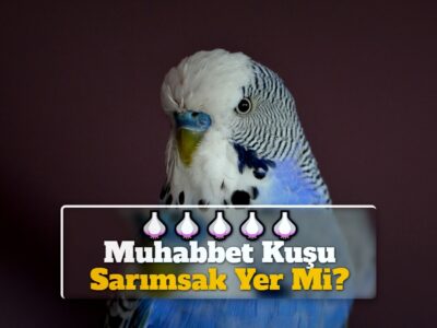 Muhabbet Kuşu Sarımsak Yer Mi?