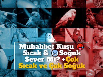 Muhabbet Kuşu Sıcak & Soğuk Sever Mi? +Çok Sıcak ve Çok Soğuk