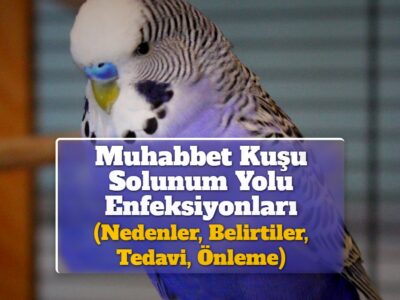 Muhabbet Kuşu Solunum Yolu Enfeksiyonları (Nedenler, Belirtiler, Tedavi, Önleme)