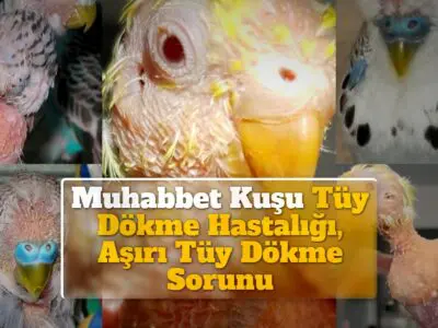 Muhabbet Kuşu Tüy Dökme Hastalığı, Aşırı Tüy Dökme Sorunu